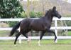 Tigrao Alc�ntara