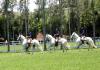Cobertura Baluarte 

Alc�ntara