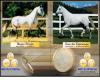 HISTRICO HARAS ALCNTRA